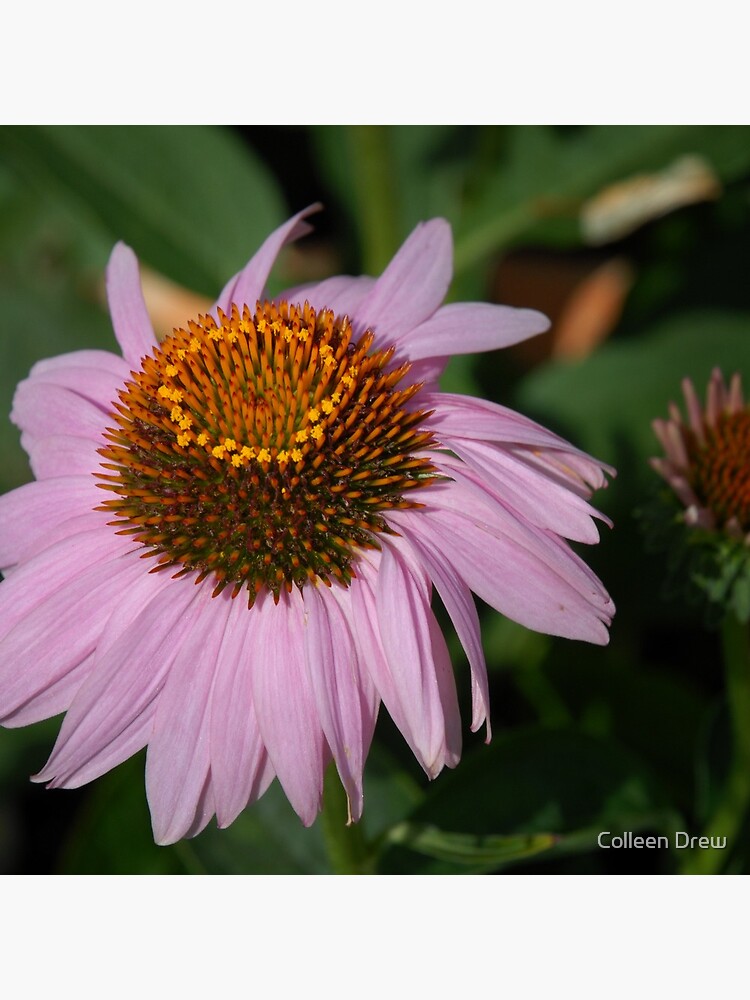 Purple Coneflower by colgdrew