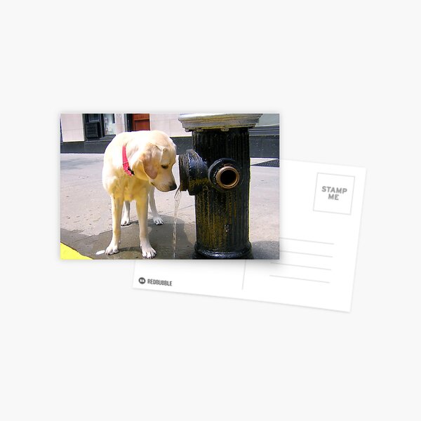 THIRSTY? Postcard