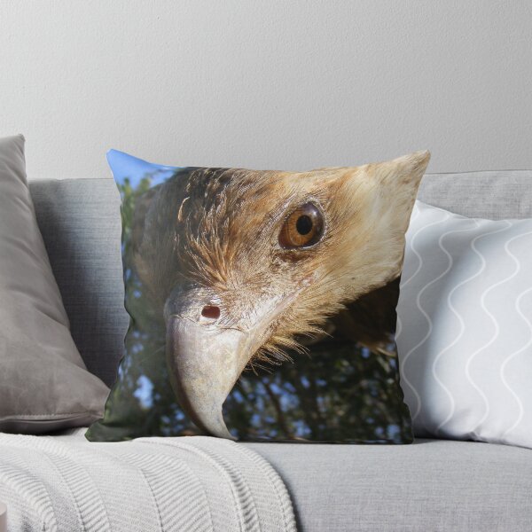 Item preview, Young whistling Kite. designed and sold by wayne51.