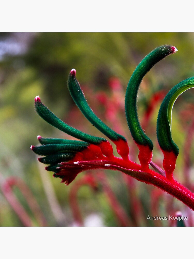 Kangaroo paw by mistered