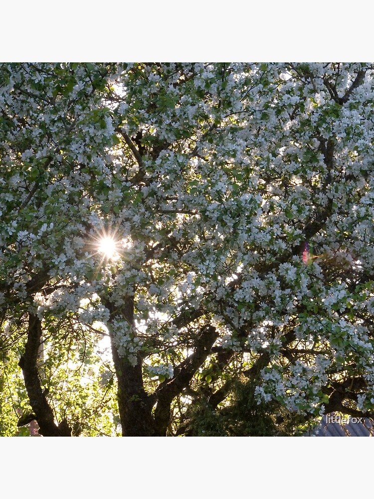 The beauty of an apple tree by littlefox