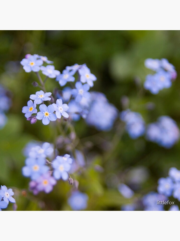 Blue forget-me-not by littlefox