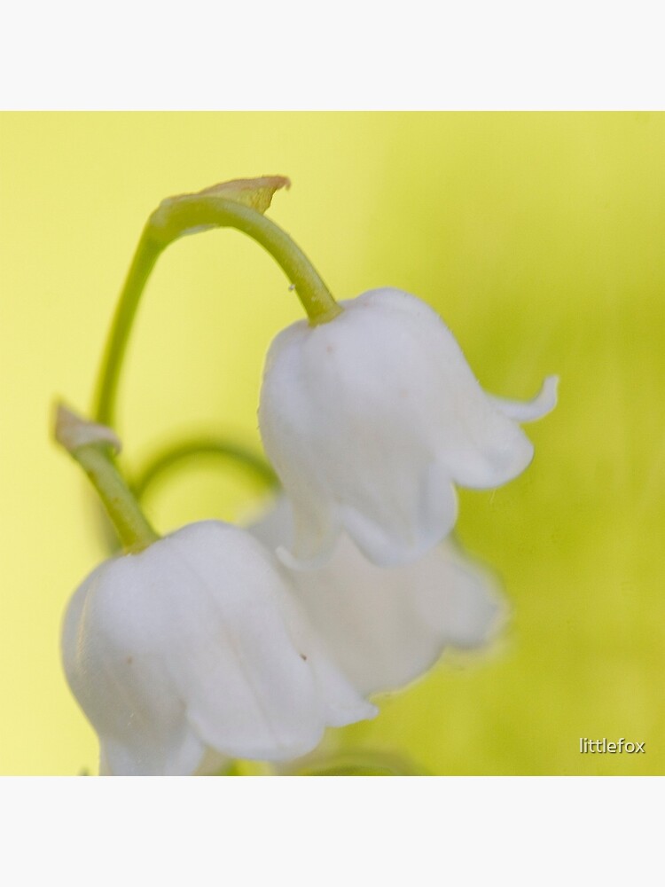 Lily of the valley closeup by littlefox