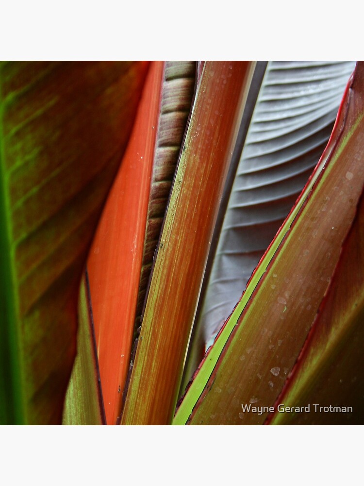 Banana Tree Detail by redmoondragon