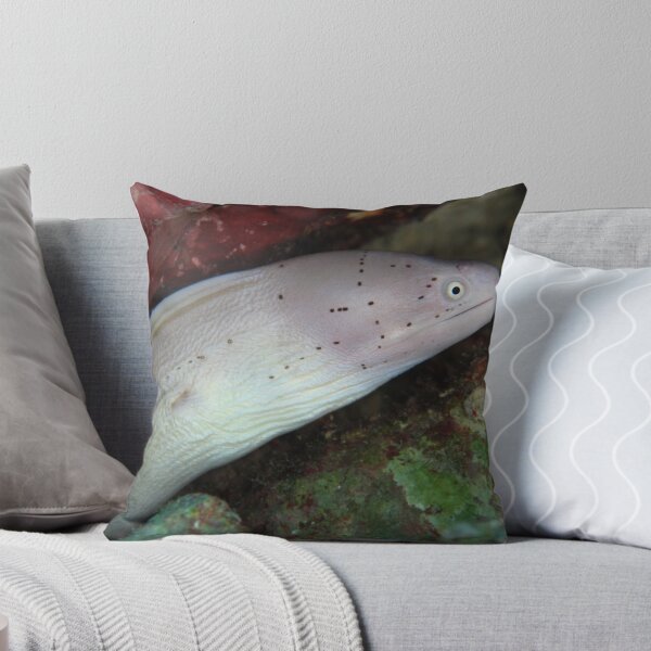Item preview, Grey Moray designed and sold by cooperscuba.