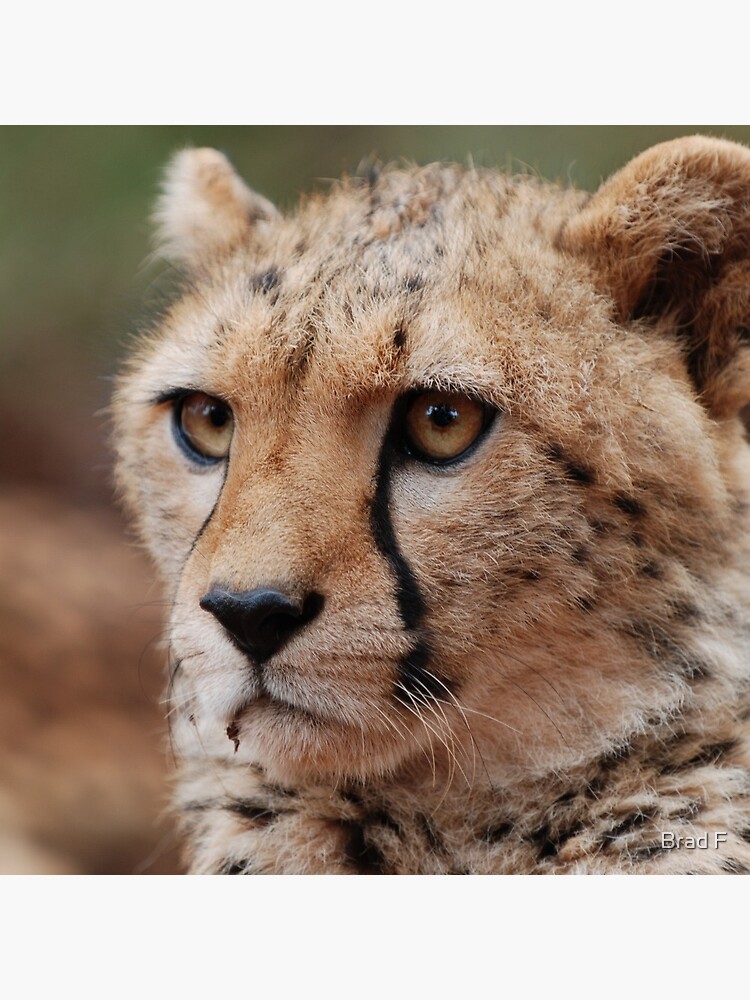 Young male Cheetah - Kenya by bfra