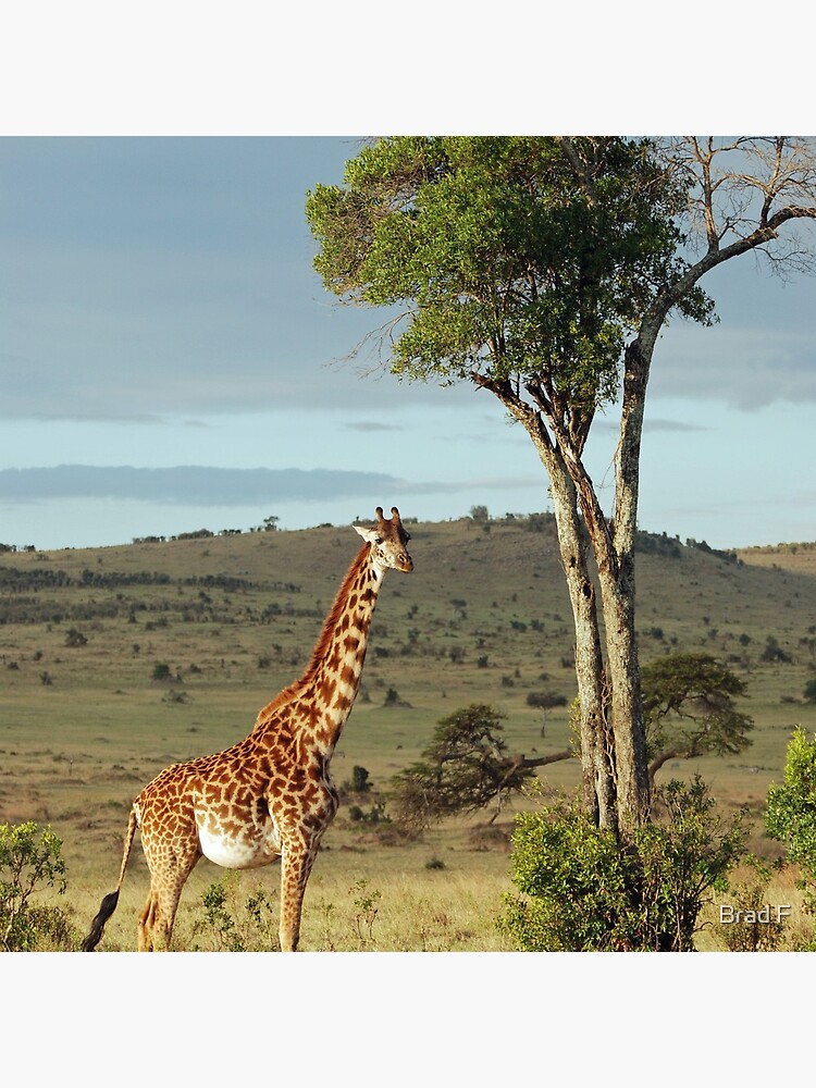 Giraffe - Masai Mara by bfra