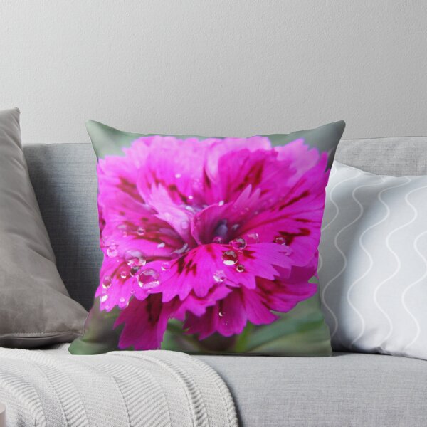 Aperçu de l'œuvre Dianthus flower  créée et vendue par aussiebob.