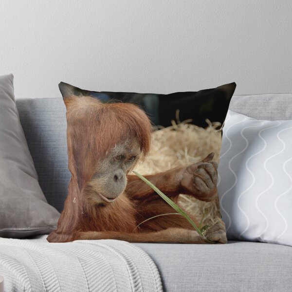 Item preview, Orangutan Kamil at Melbourne Zoo designed and sold by Tom Newman.