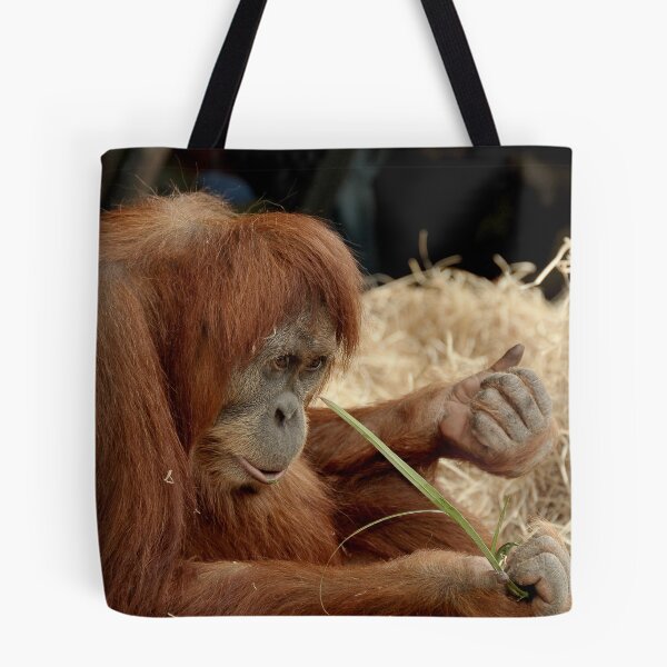 Item preview, Orangutan Kamil at Melbourne Zoo designed and sold by Tom Newman.