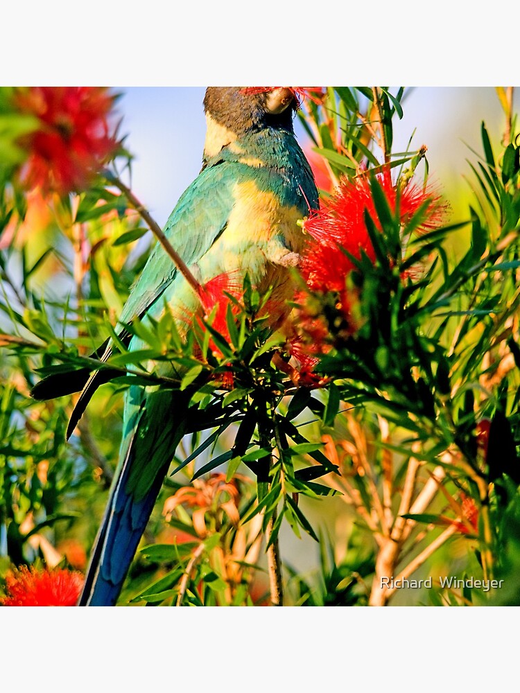 Thumbnail 4 of 4, Pillow, Port Lincoln Parrot designed and sold by RICHARDW.