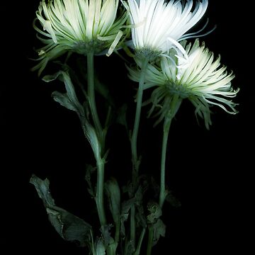 Artwork thumbnail, Dreaming Mums Dark Floral by LindasPhotoArt