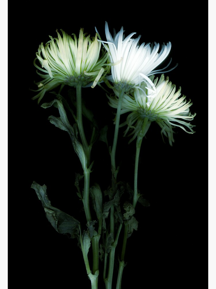 Thumbnail 3 of 3, Sticker, Dreaming Mums Dark Floral designed and sold by LindasPhotoArt.
