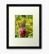 Brown Argus Butterfly Framed Print