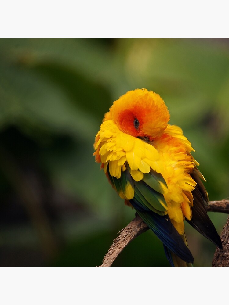 Sun Conure by rogersmith