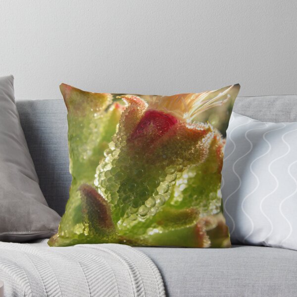 Item preview, succulent designed and sold by wendy lamb.