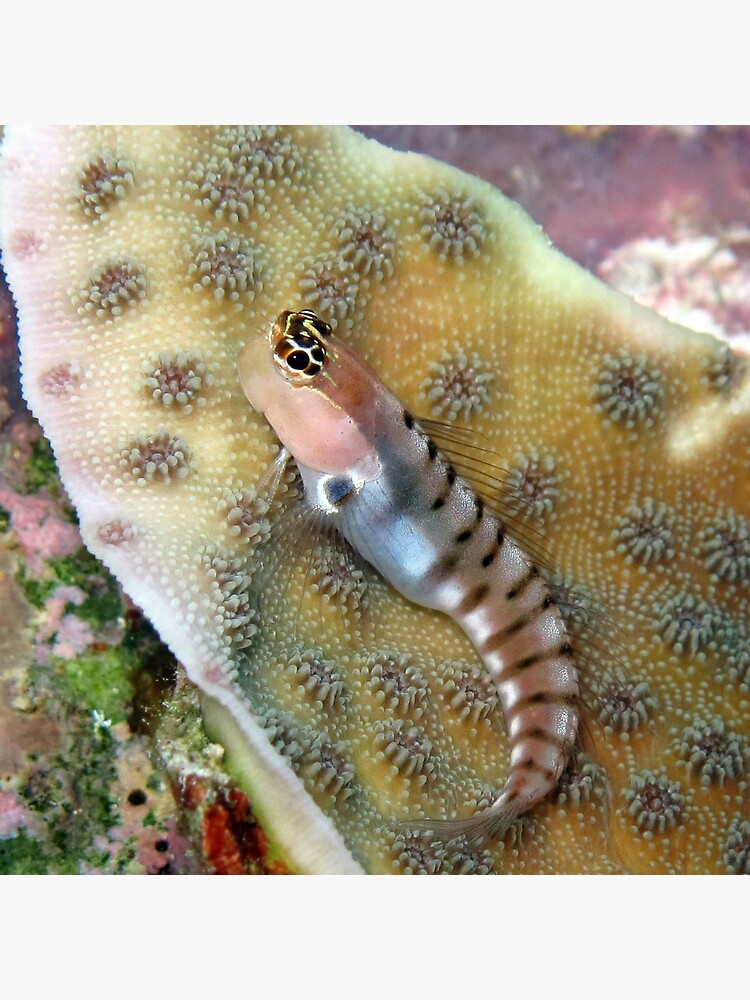 Tiger Blenny by neoniphon