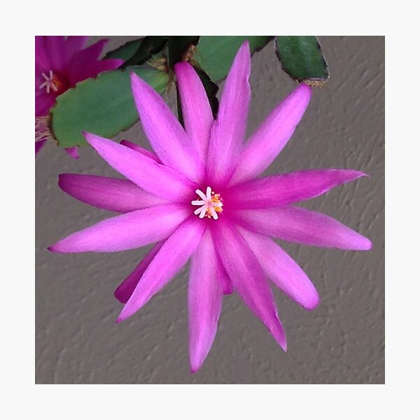 Easter Cactus Bloom Photographic Print