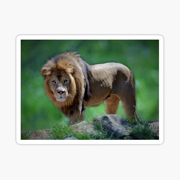 Item preview, Young Lion designed and sold by Savannah Gibbs.