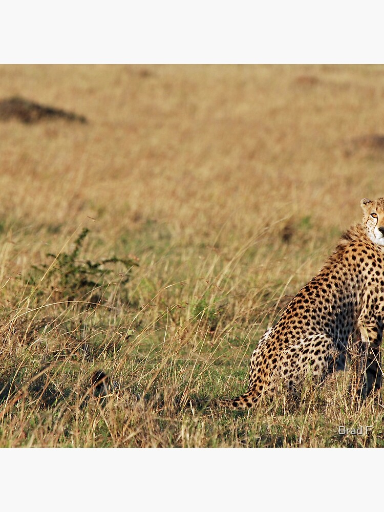 Cheetah - Masai Mara by bfra