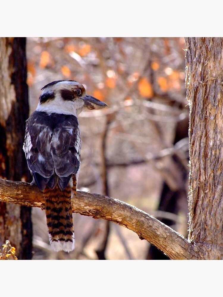 Kookaburra Dawn by theoddshot