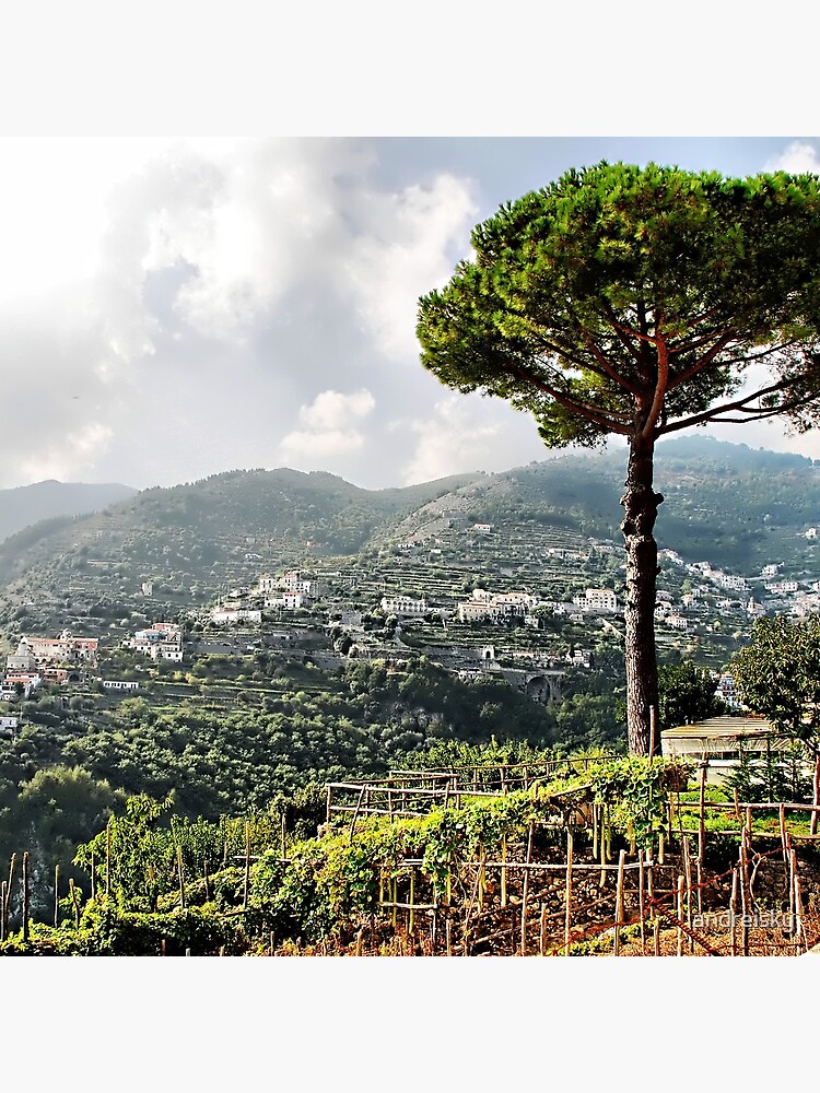 Vineyard in Ravello by andreisky