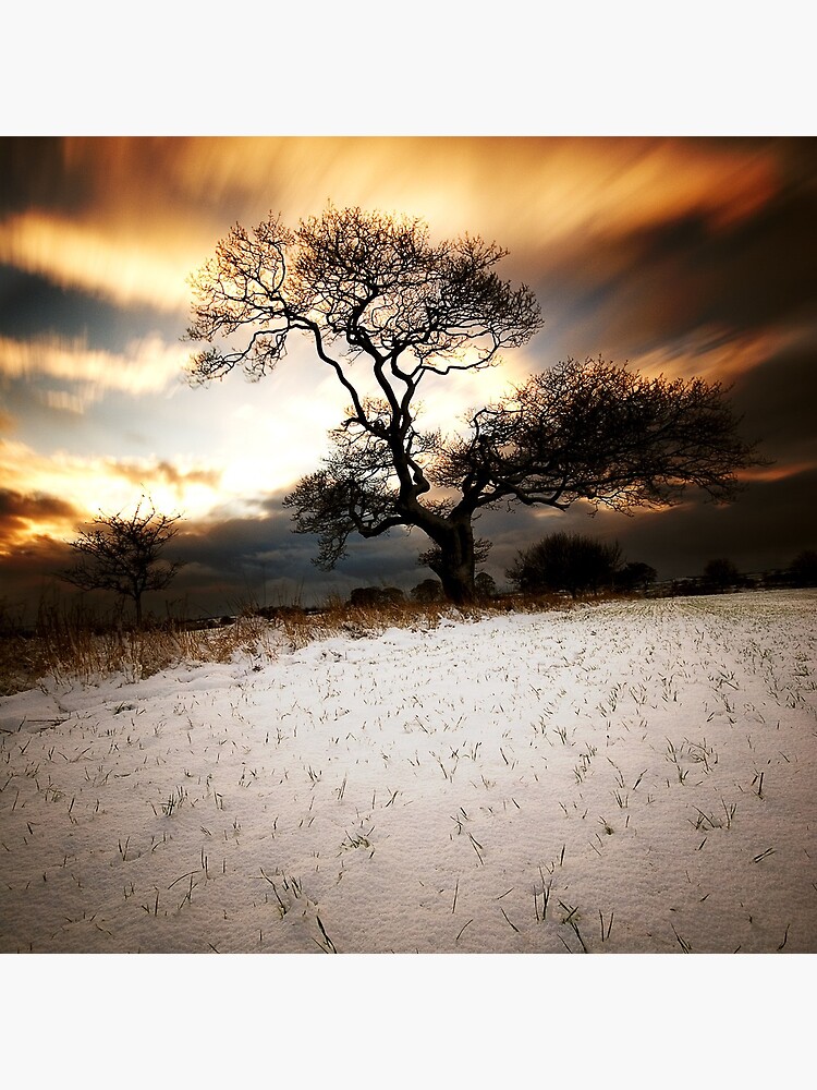 Magical tree by tontoshorse