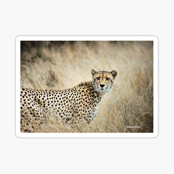 A MOMENT IN TIME - THE CHEETAH - Acinonyx jubatus Sticker