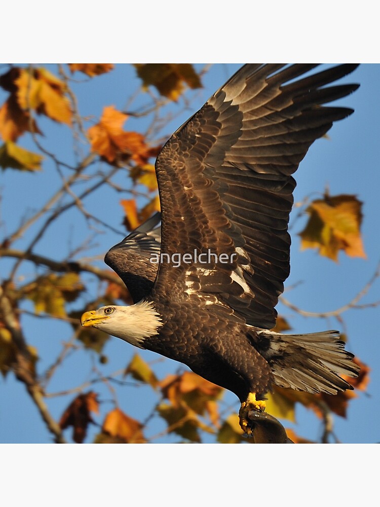 Eagle With Fish, My first Capture by angelcher