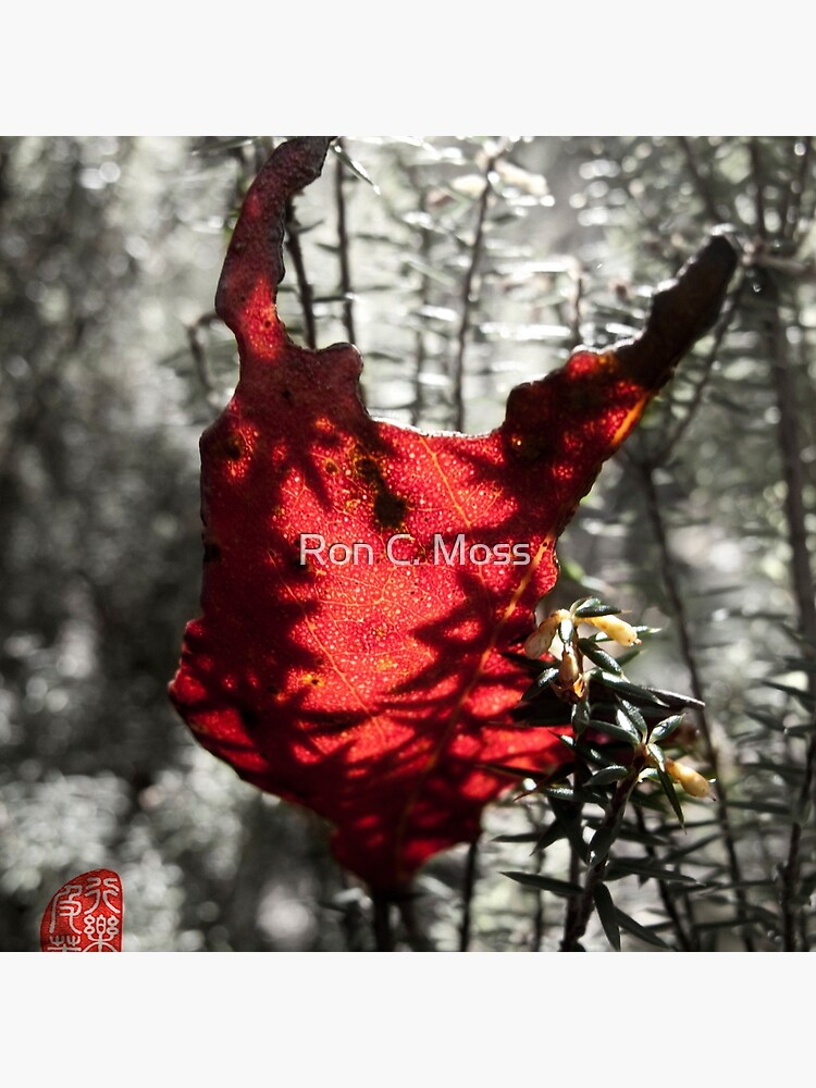 Chewed by ronmoss