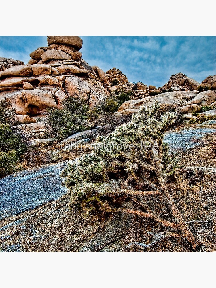 Joshua Tree on the Rocks by tobysnelgrove