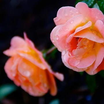 Artwork thumbnail, Two Roses by MoonLiteStudio