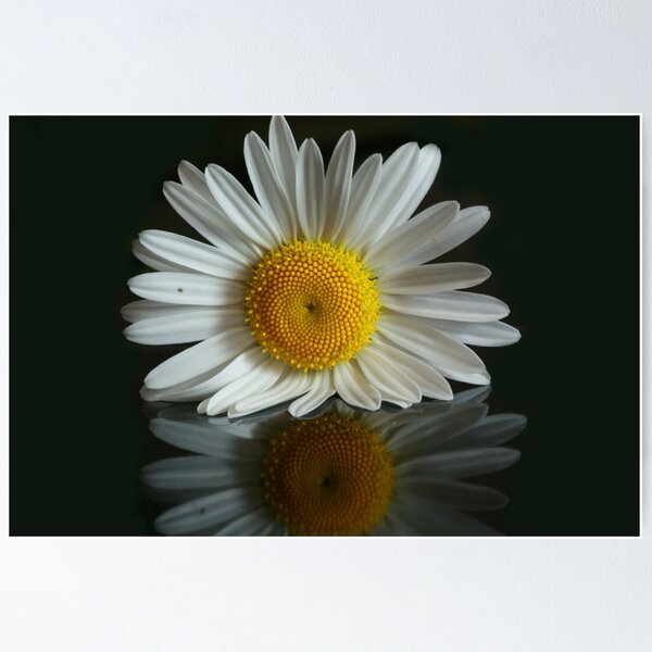Item preview, Daisy  designed and sold by Sean Farragher.