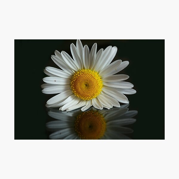 Item preview, Daisy  designed and sold by Sean Farragher.
