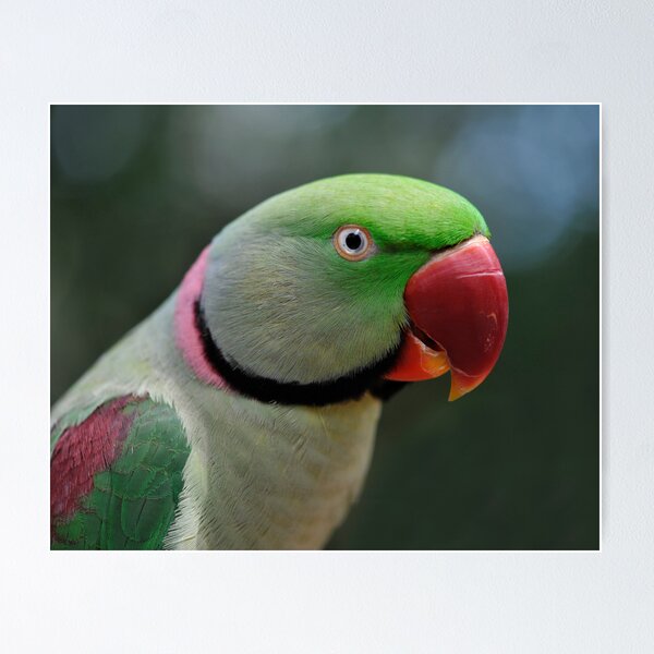 Alexandrine Parrot Poster