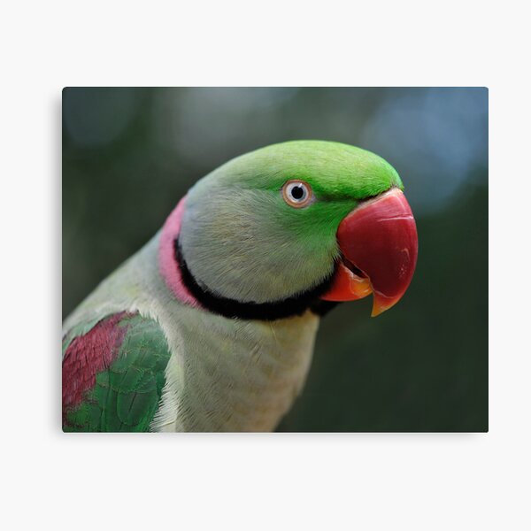 Alexandrine Parrot Canvas Print