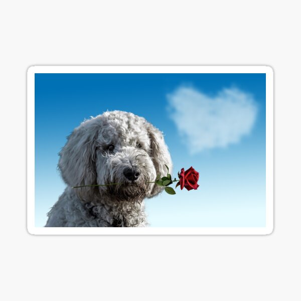 MY BICHON FRISE NOSE ART DIRTY WINDOW DOG STICKER