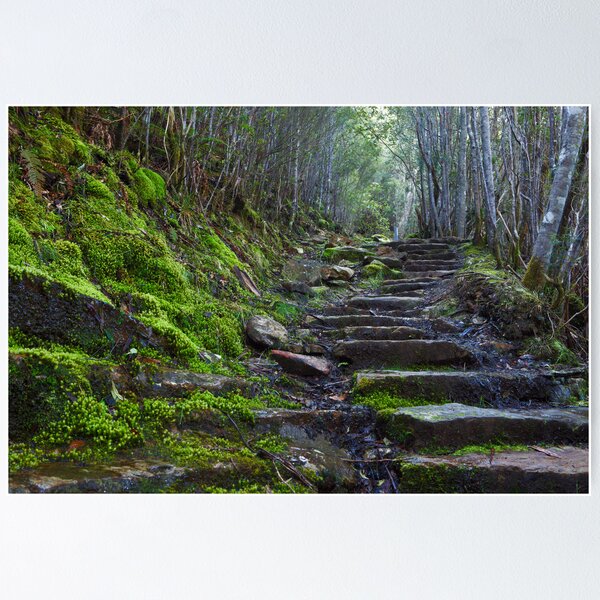 Item preview, Walking Track, Mount Wellington Tasmania designed and sold by Chris Cobern.