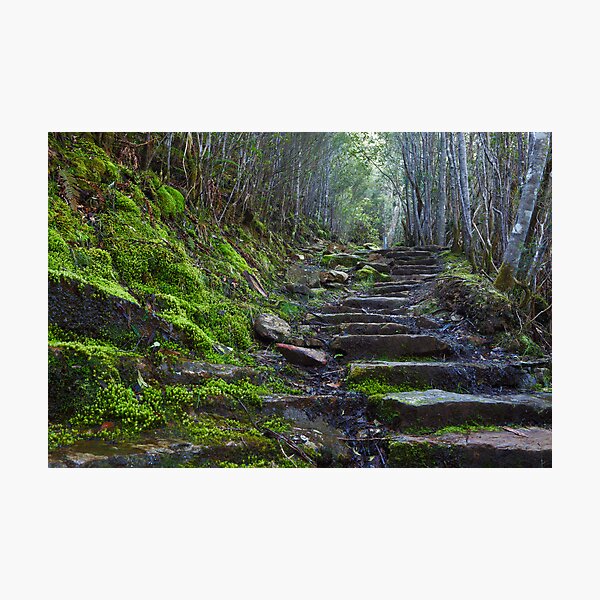 Walking Track, Mount Wellington Tasmania Photographic Print