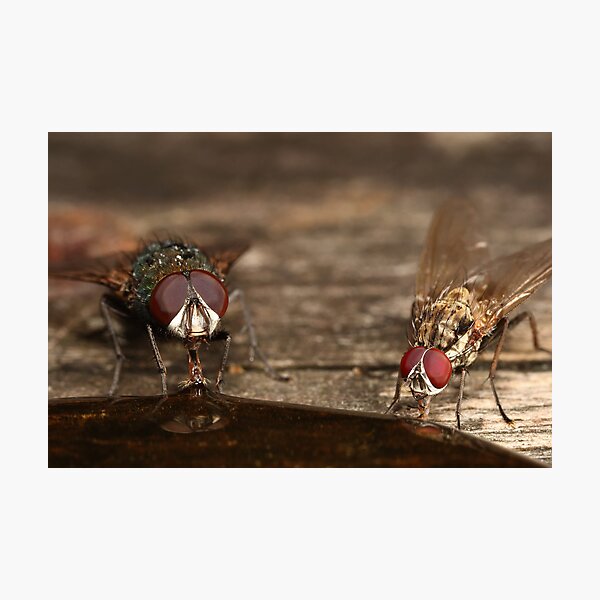Item preview, 2 flys are better than 1 designed and sold by Scott Thompson.