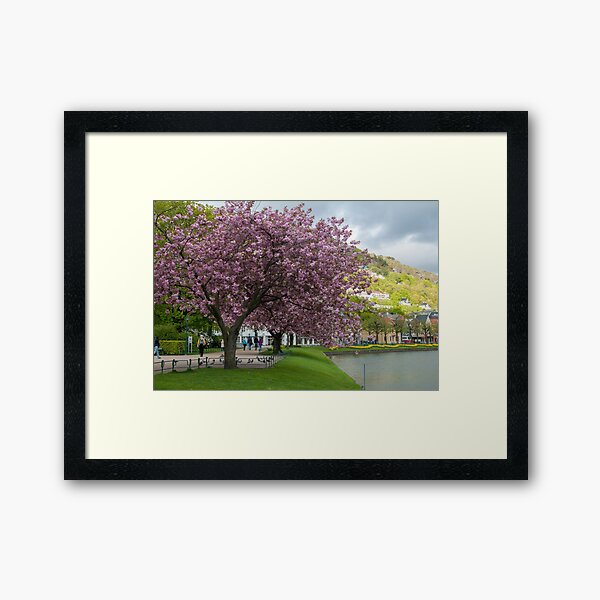 Japanese Cherry Blossom Framed Art Print