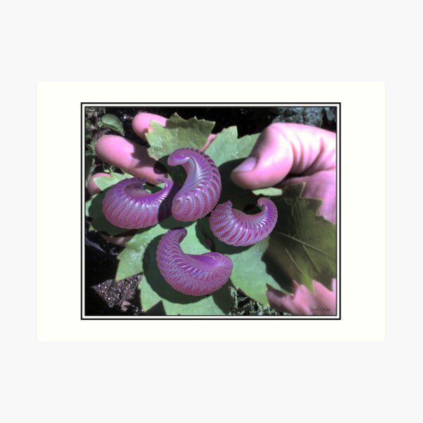 cocoons Art Print