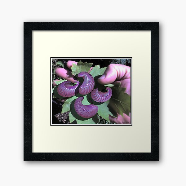 cocoons Framed Art Print