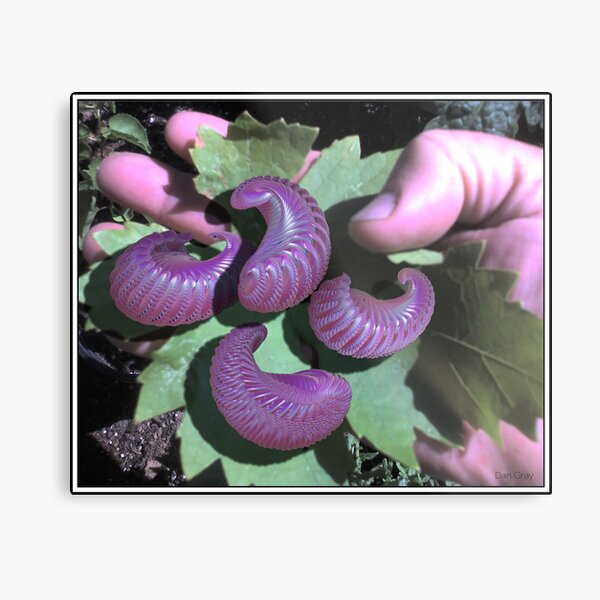 cocoons Metal Print