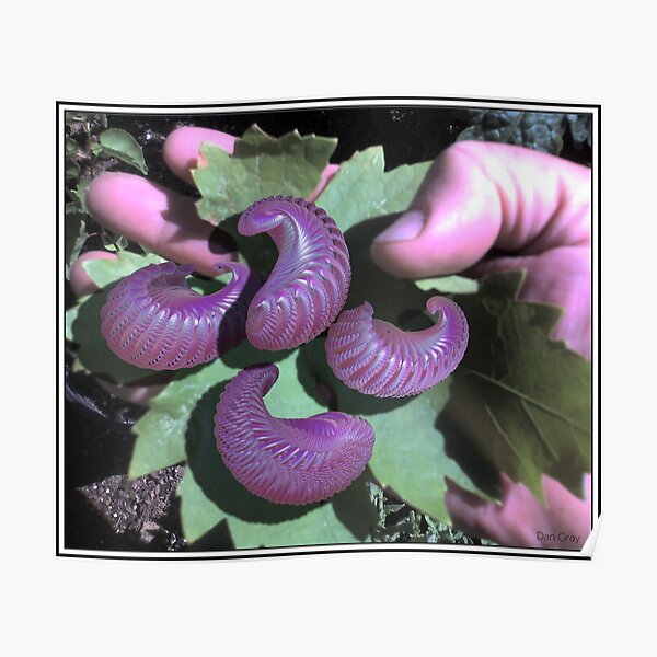 cocoons Poster