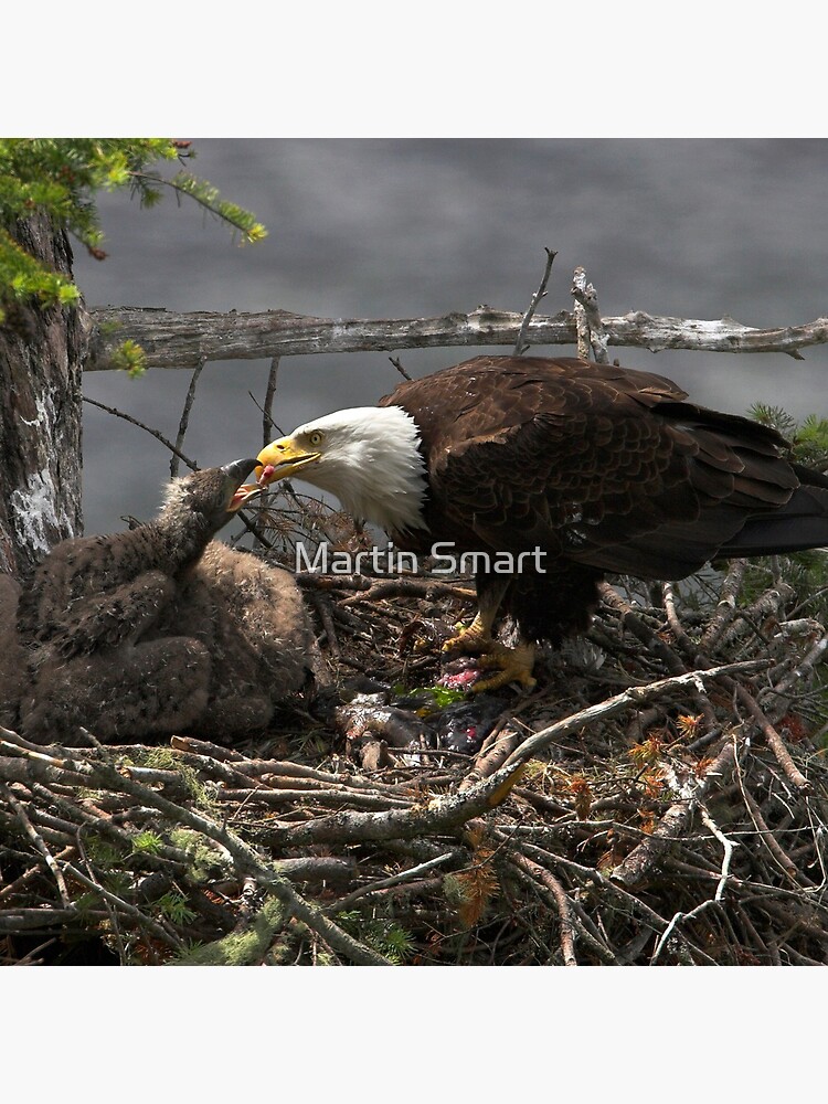 A Tasty Morsel by MartinSmart