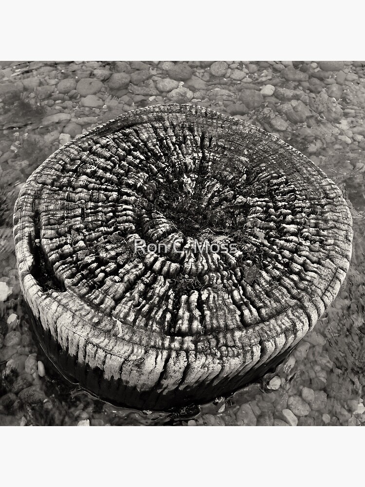 Lost Jetty by ronmoss