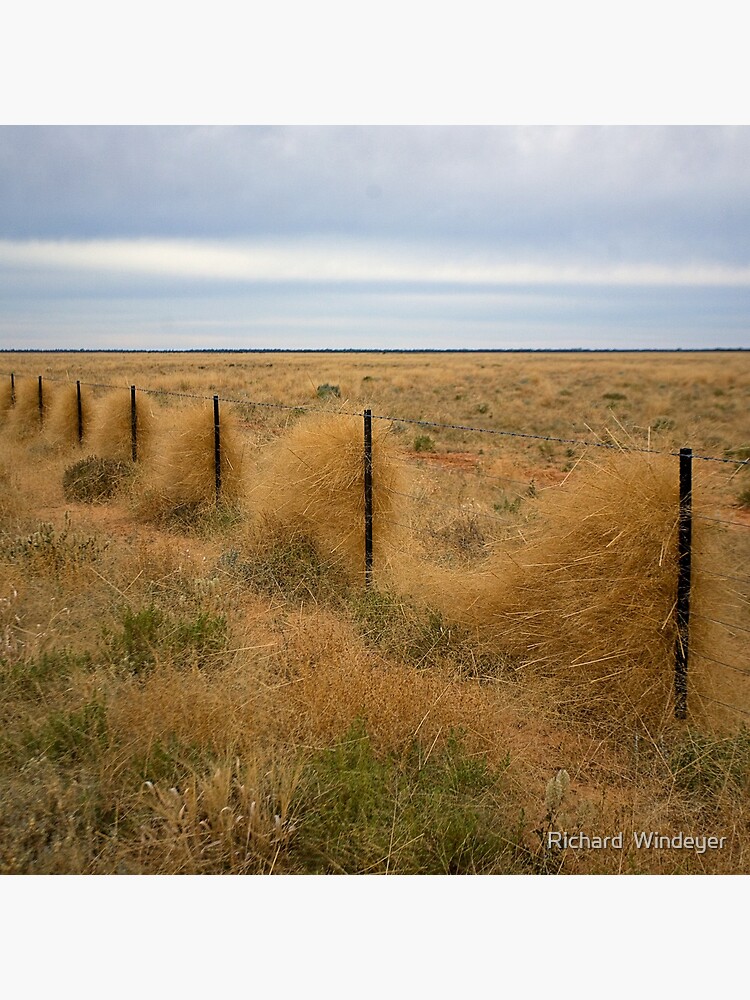 Grass along the fence line, Outback, NSW by RICHARDW