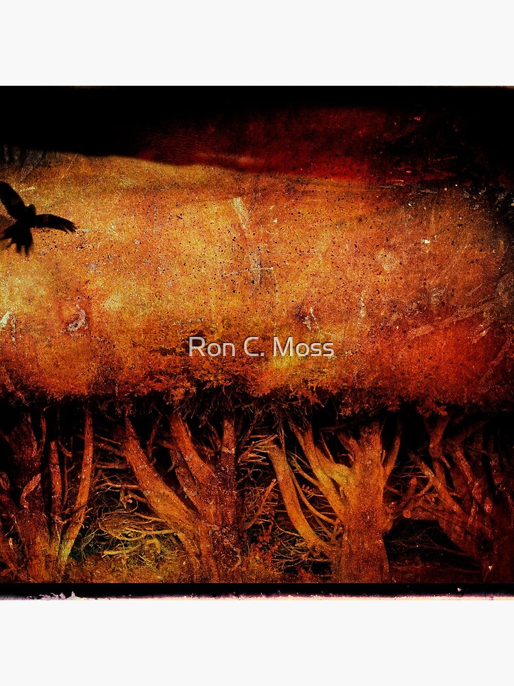 f l e e t i n g by ronmoss