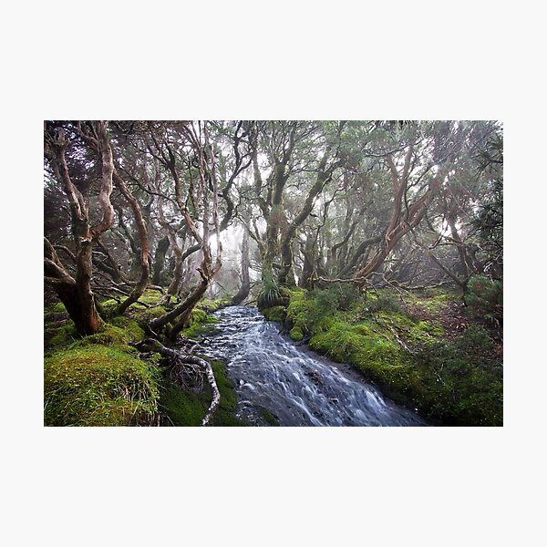 Aperçu de l'œuvre Myrtle Forest créée et vendue par Mike Calder.